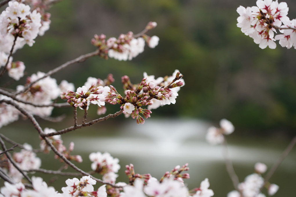 愛知県岡崎市大谷公園の桜(2022年)