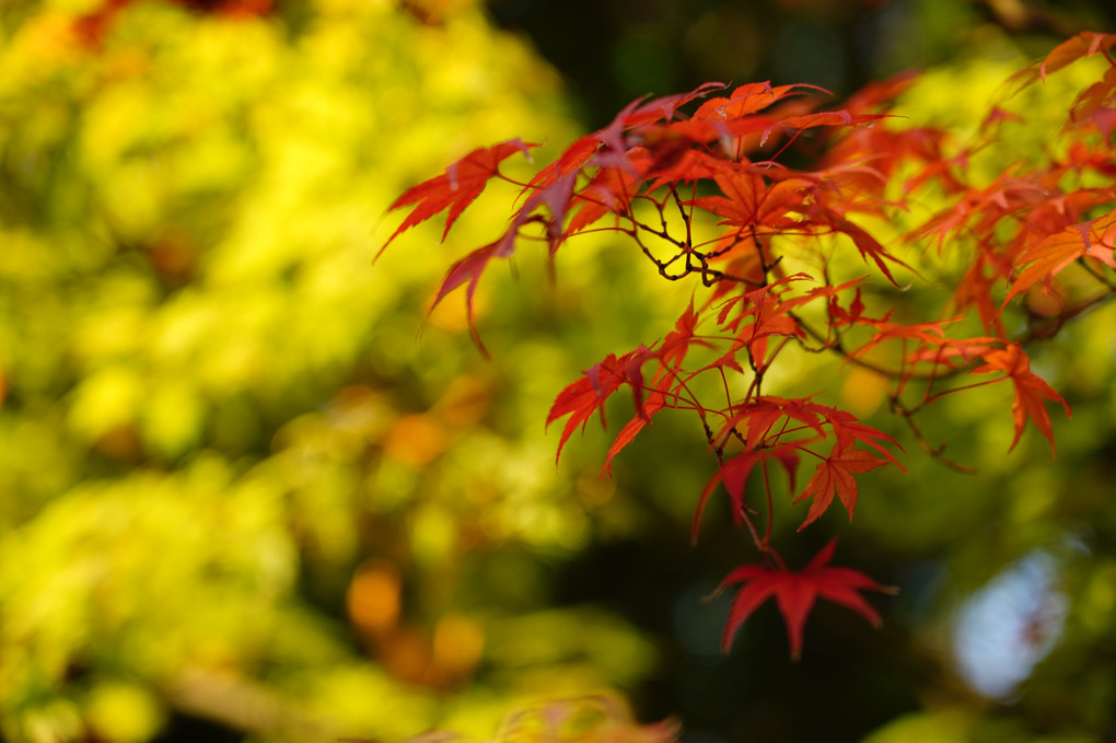 地元の紅葉(愛知県岡崎市)②