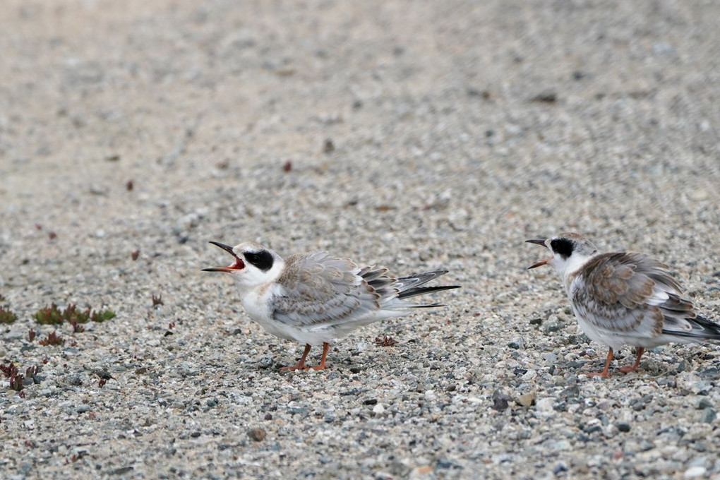 Common Tern（アジサシの幼鳥）