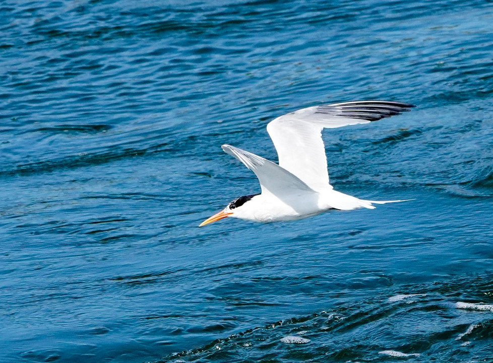 Elegant Tern（ユウガアジサシ）の飛翔