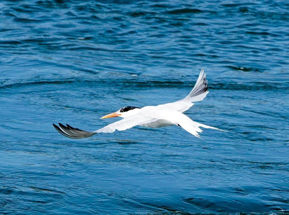 Elegant Tern（ユウガアジサシ）の飛翔