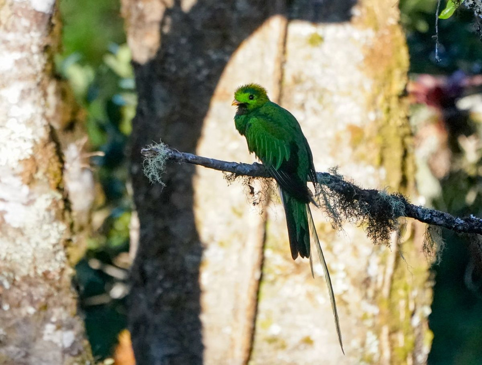 Quetzal（カザリキヌバネドリ）