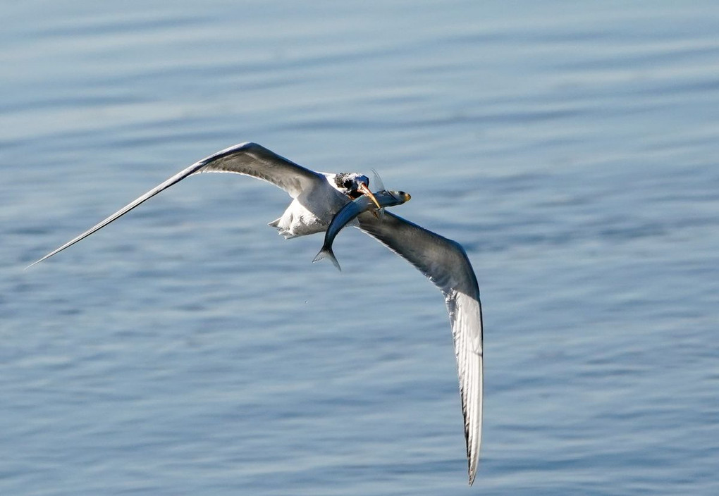 Elegant Tern（ユウガアジサシ）