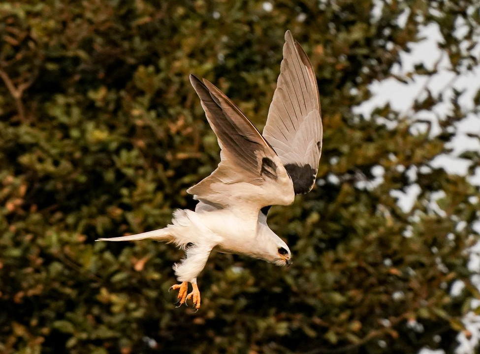 White-tailed Kite（オジロトビ）