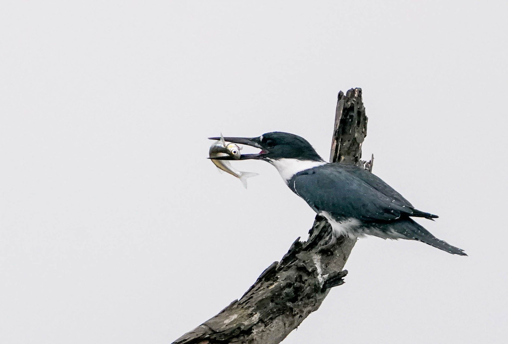 Belted Kingfisher（アメリカヤマセミ）
