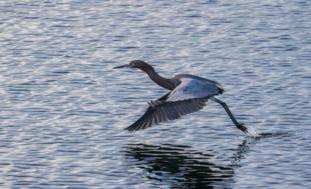 水面から飛び立つReddish Egret（アカクロサギ）
