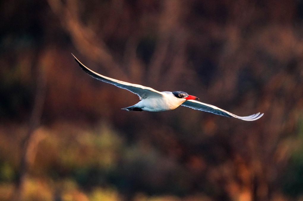Caspian Tern（オニアジサシ）