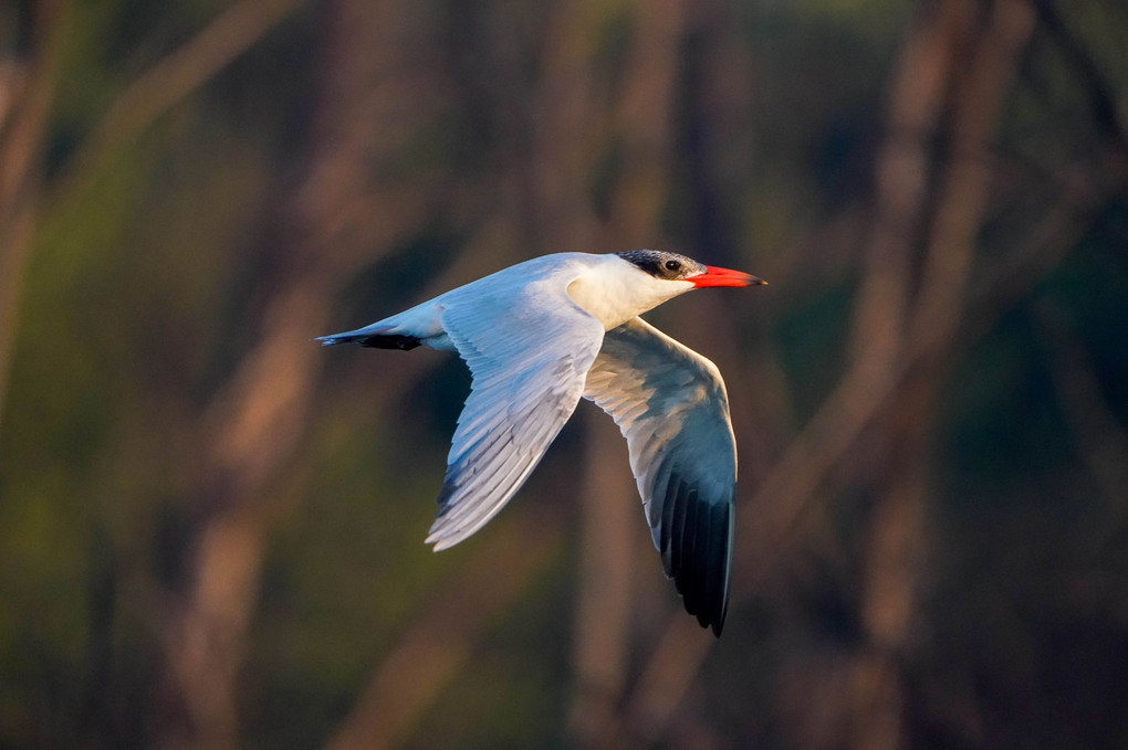 Caspian Tern（オニアジサシ）