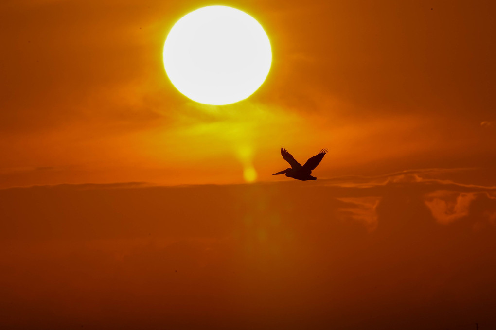 朝焼けの空を飛ぶペリカン