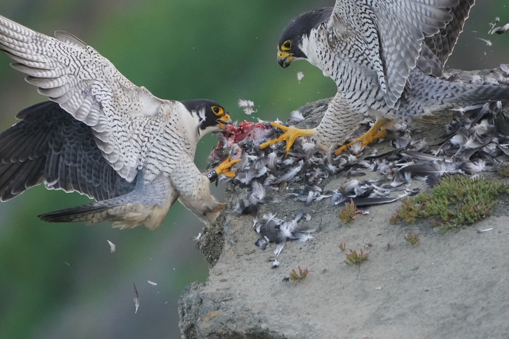 Peregrine Falcon Fiting for Food