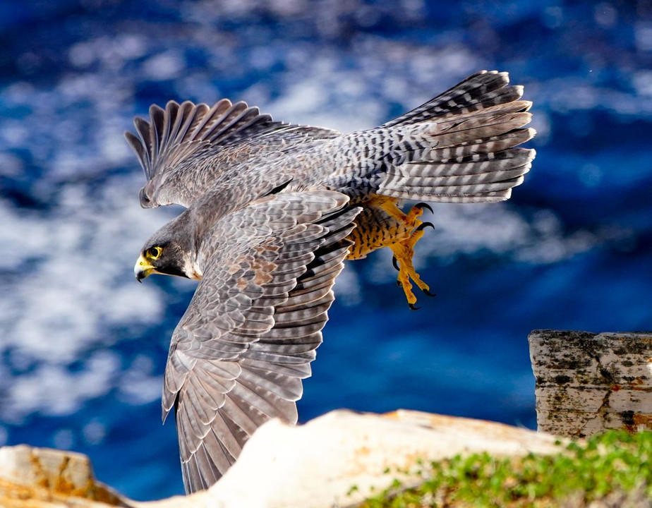 Peregrine Falcon（ハヤブサ）