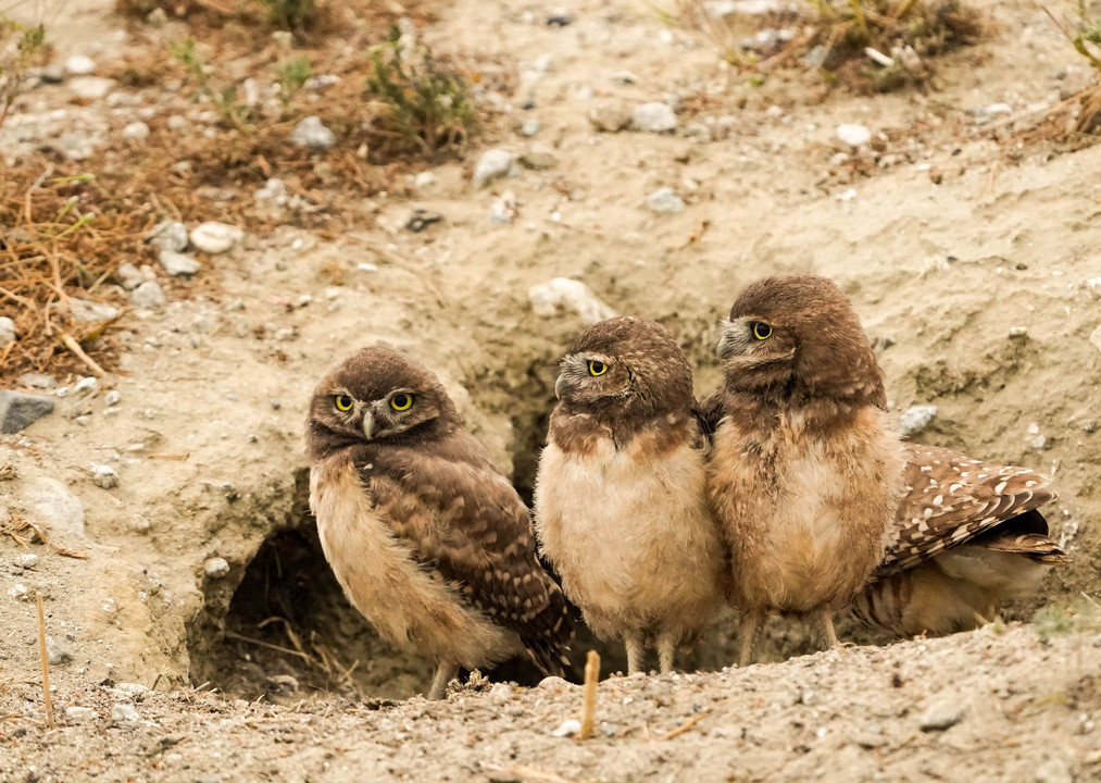 アナホリフクロー（Burrowing Owl）の三兄弟