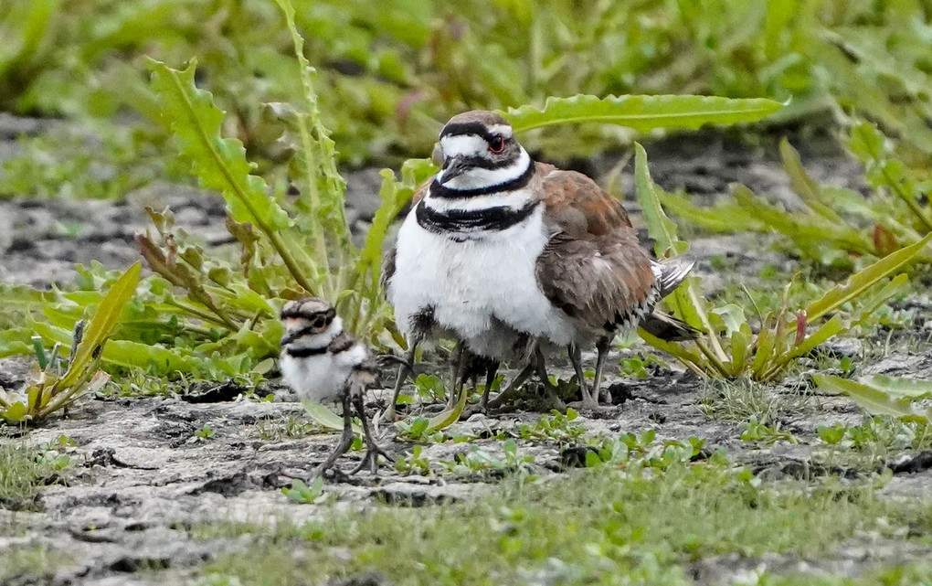 母鳥の下から出てきたKilldeer（フタオビチドリ）の幼鳥