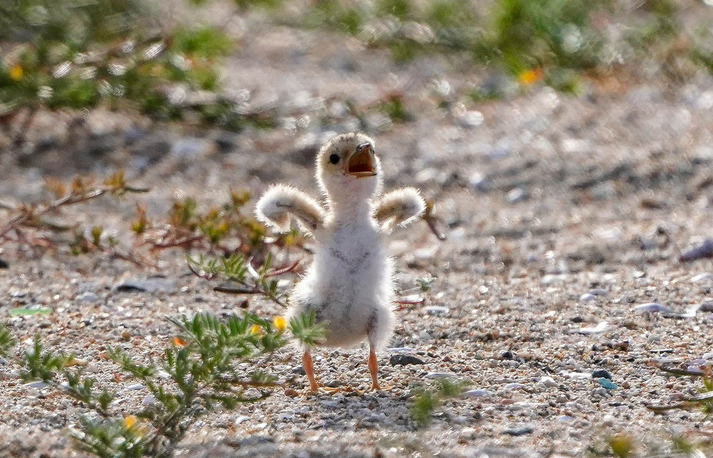 Least Tern（アメリカコアジサシ）のベービー