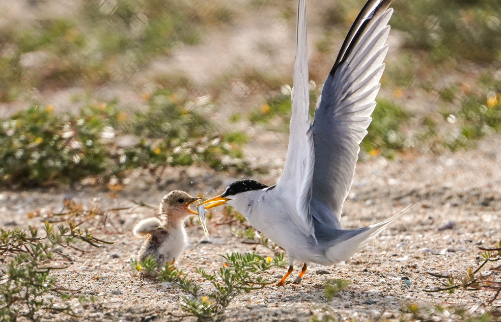 Least Tern（アメリカコアジサシ）の給餌