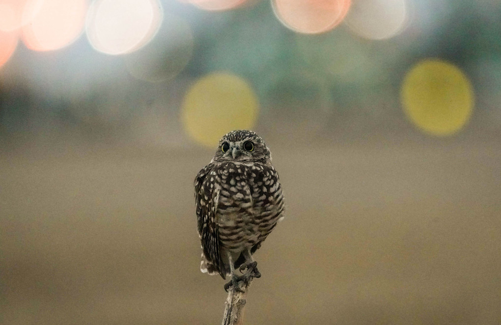 Burrowing Owl（アナホリフクロウ）