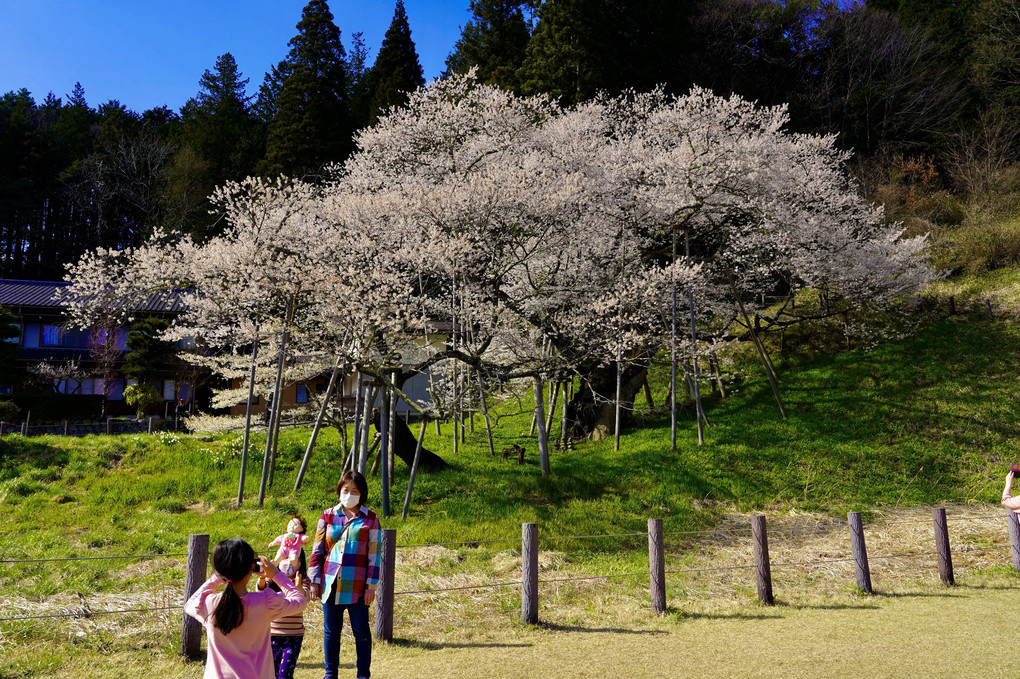 臥龍桜。