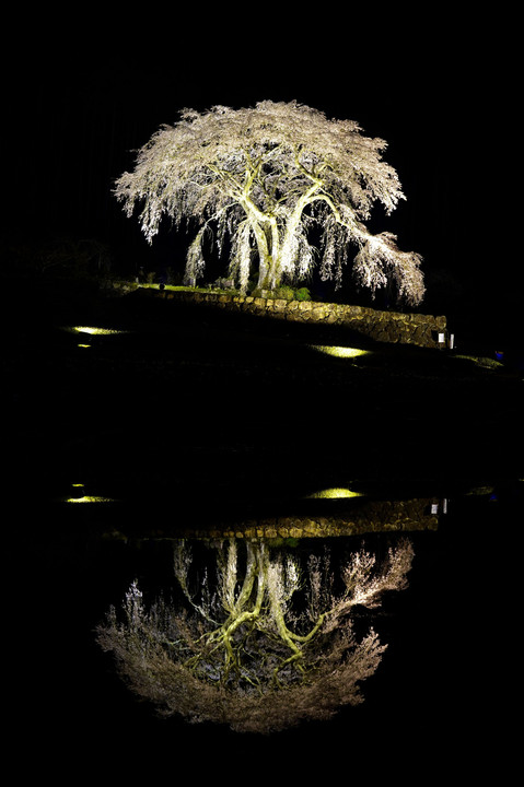 水田の夜桜