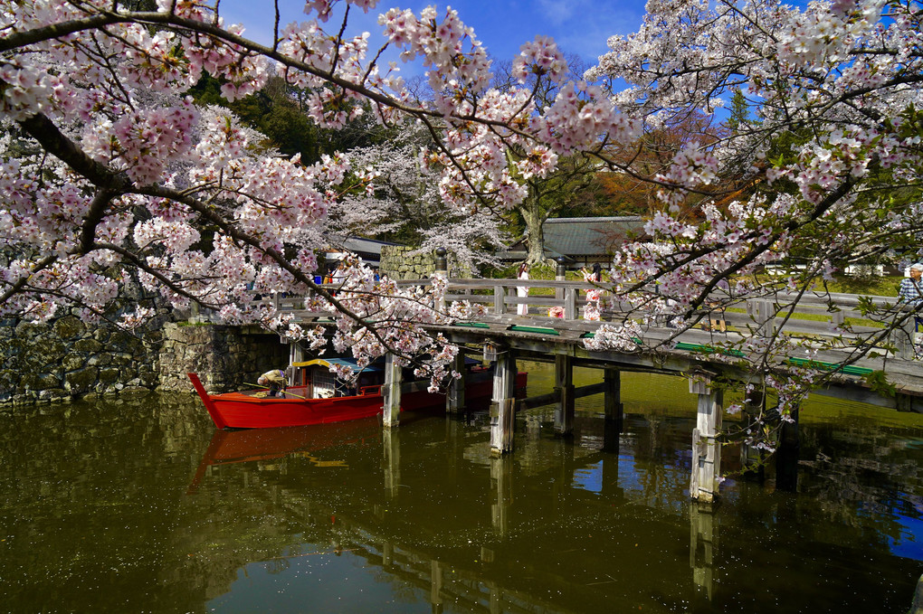 桜の橋をわたって