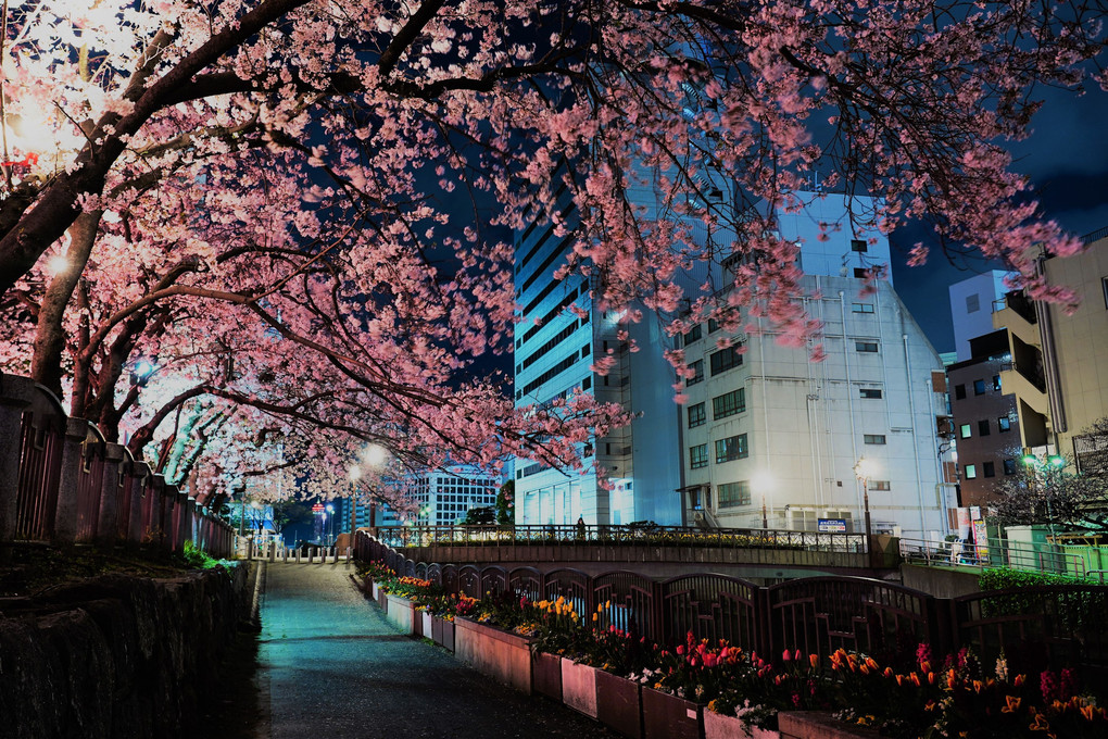 福岡天神の夜桜