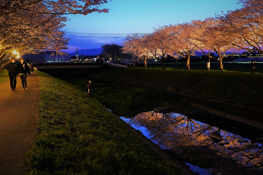 草場川の桜