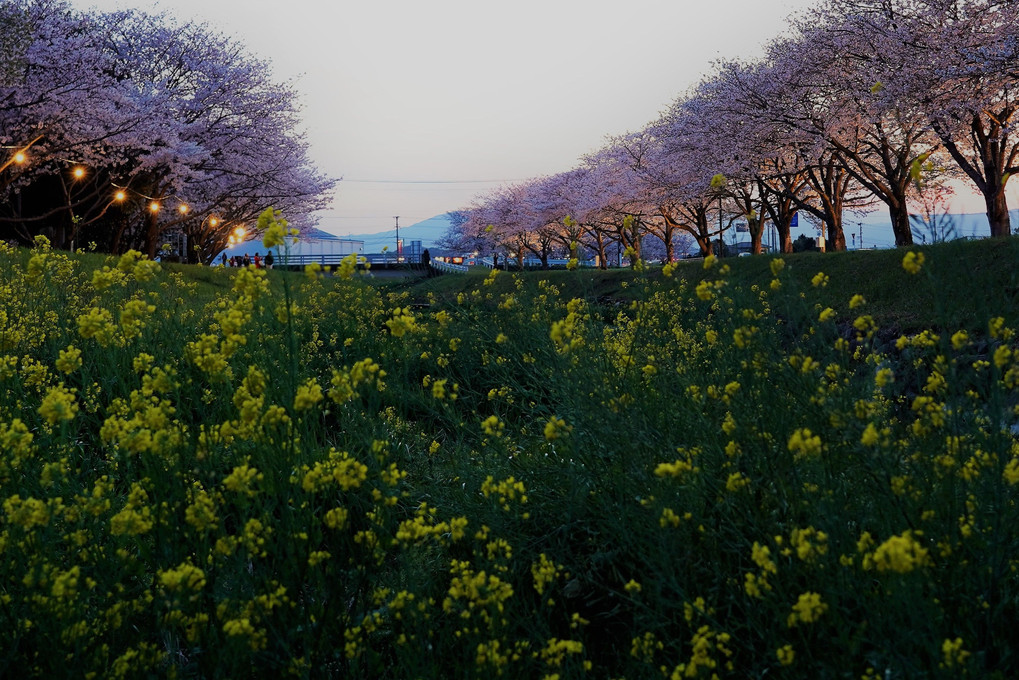 草場川の桜