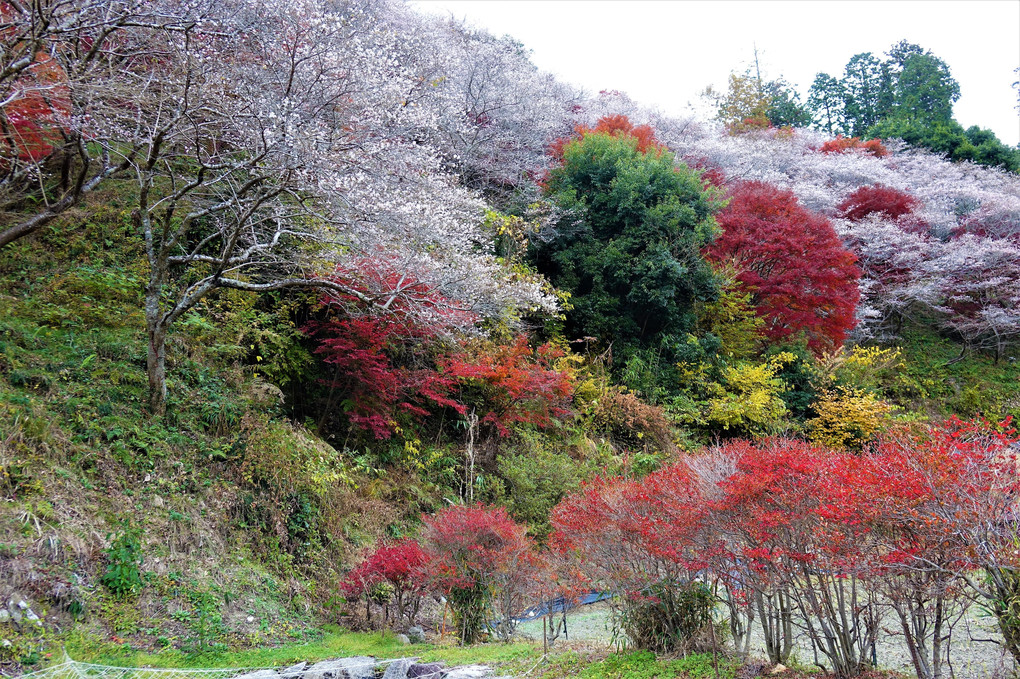 四季桜と紅葉