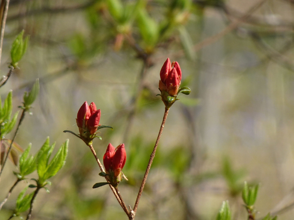 Flowers in Woods