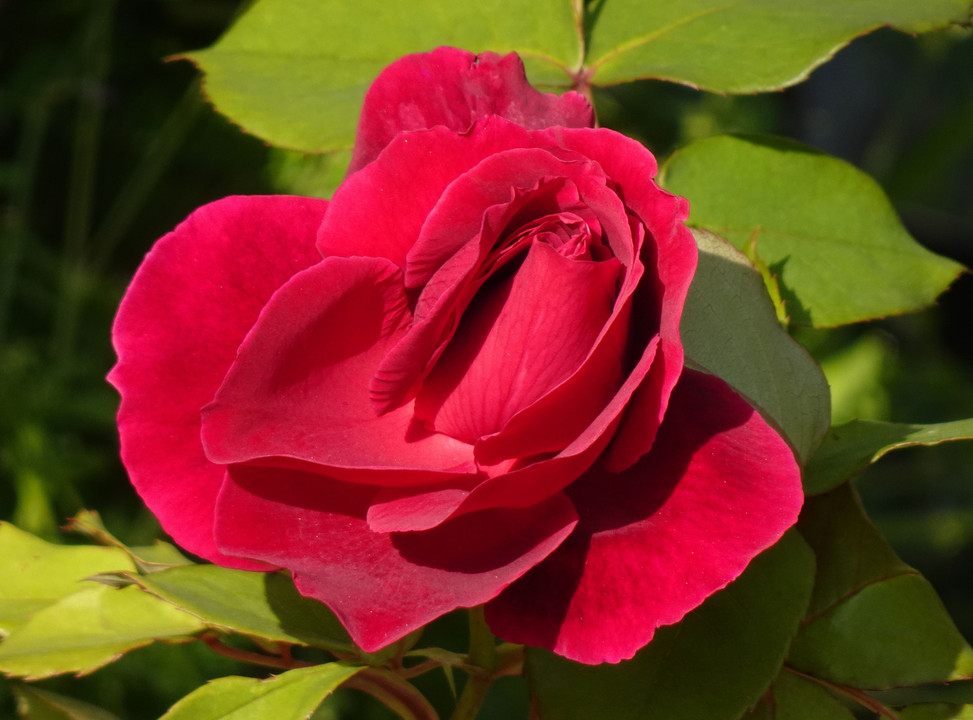 Sister Red Rose