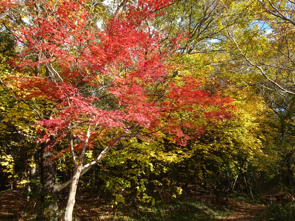 Winter Gradation