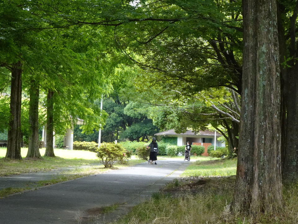 Under The Trees