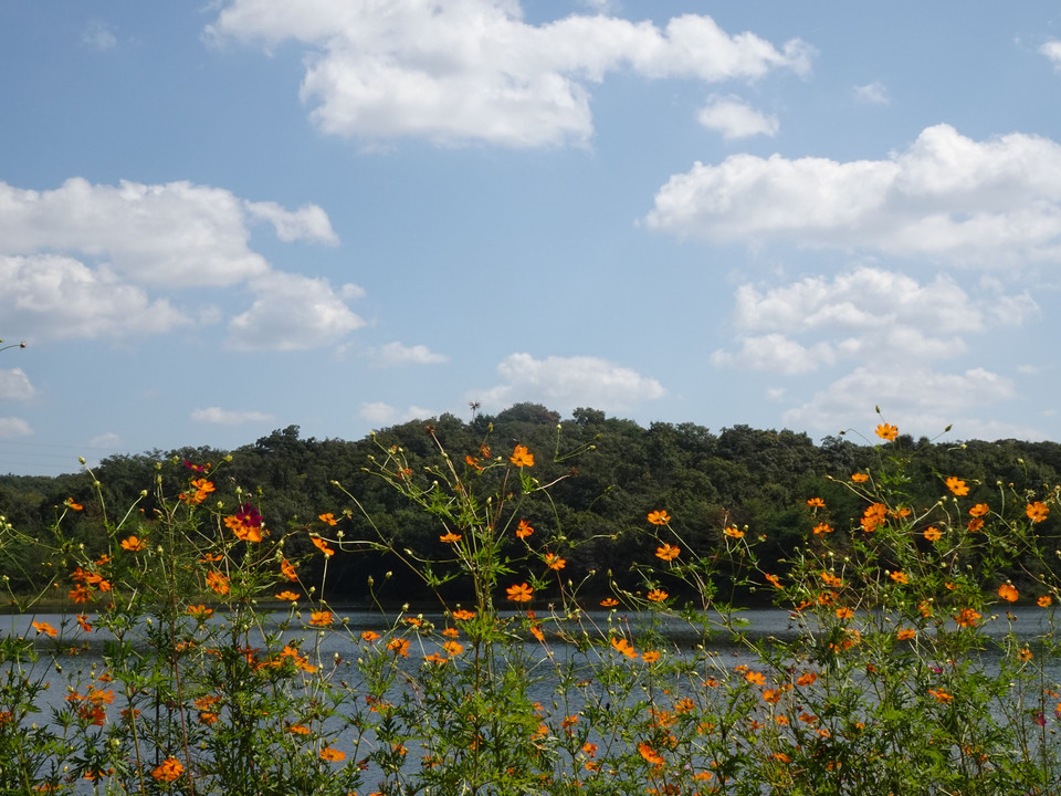 Cosmos in Autumn