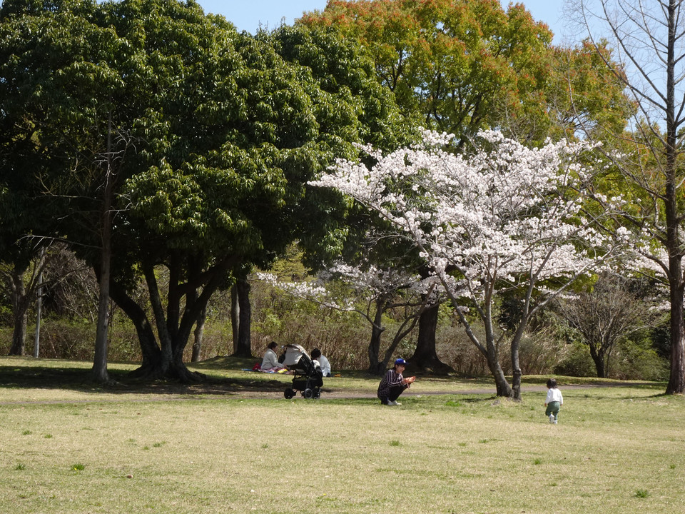 Last Cherry Blossom