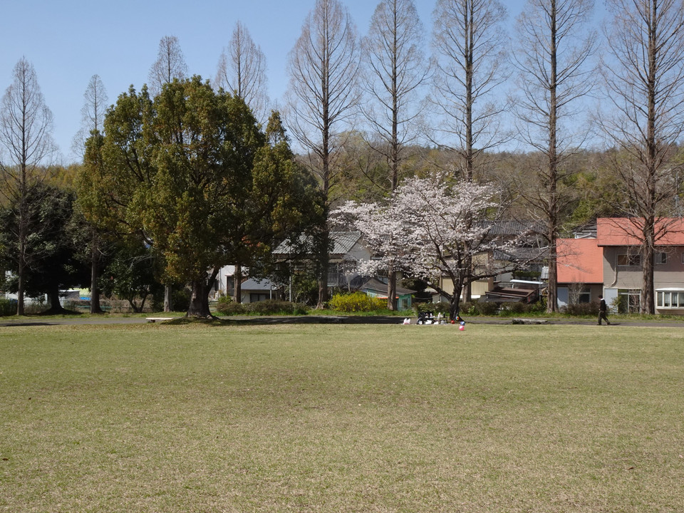 Last Cherry Blossom