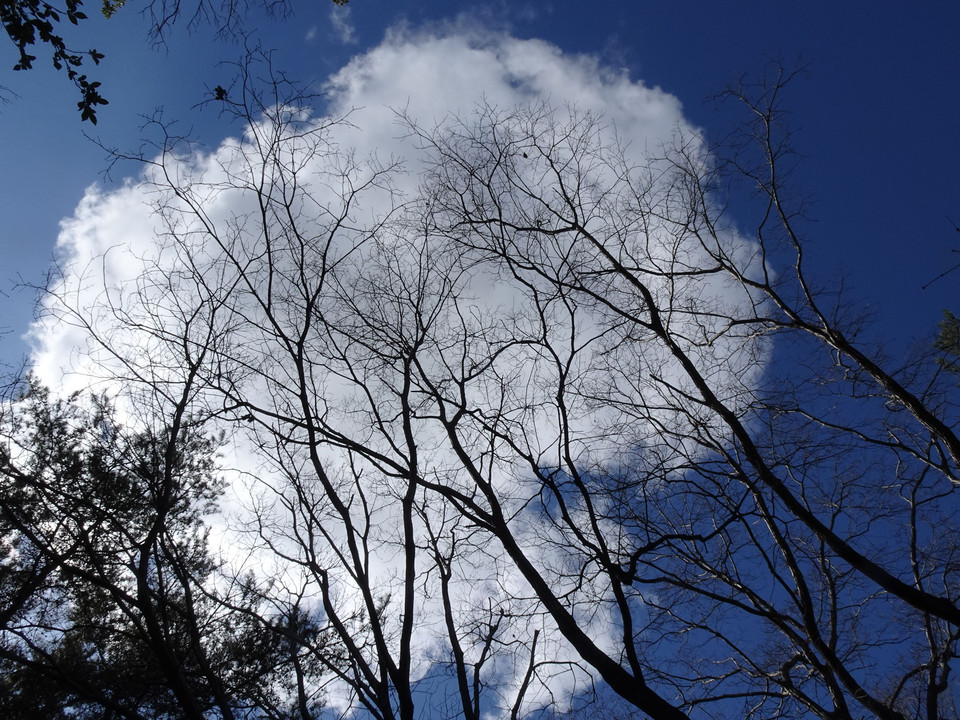 Branch & Cloud