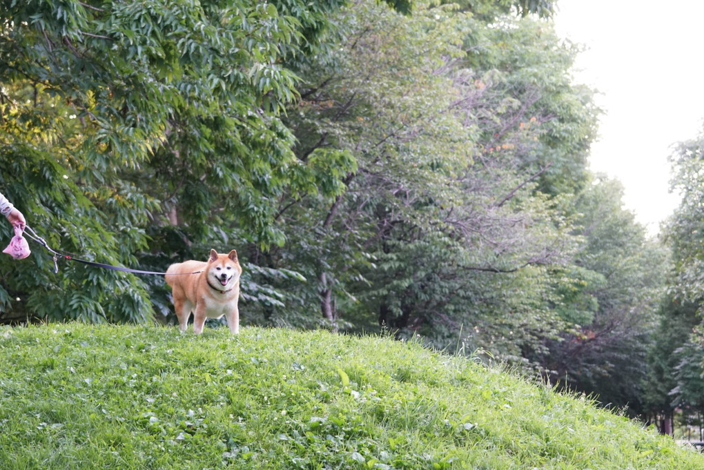 わんこと写ん歩