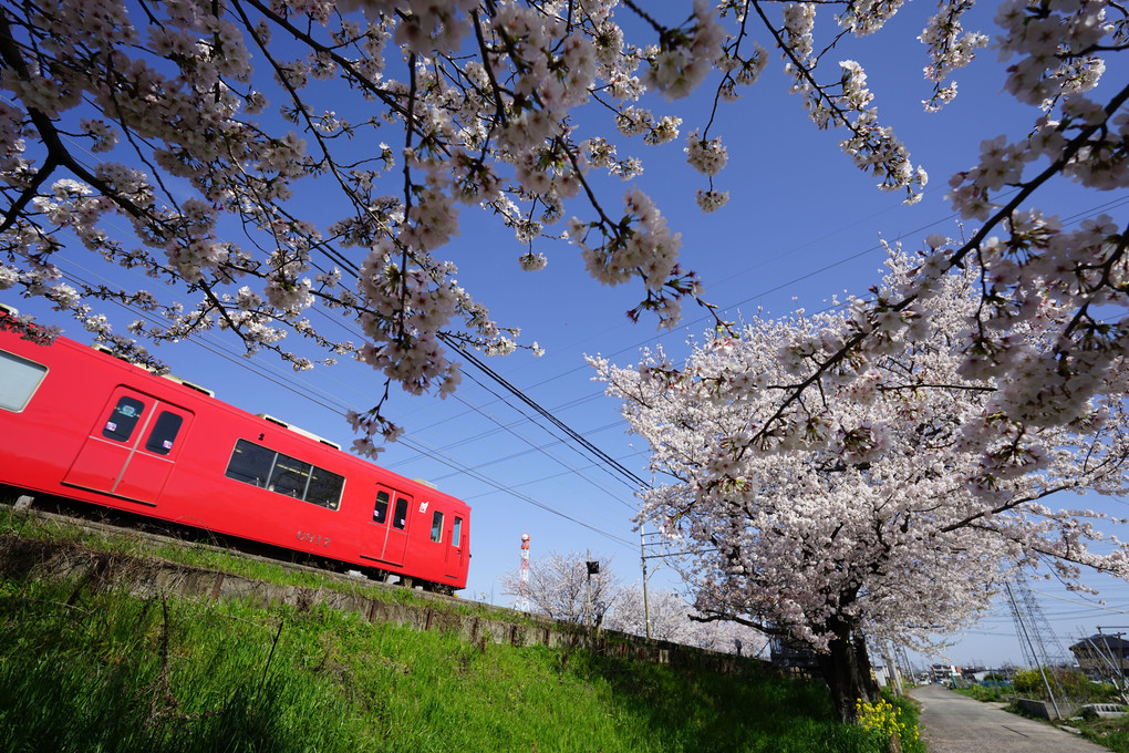 桜の花と電車