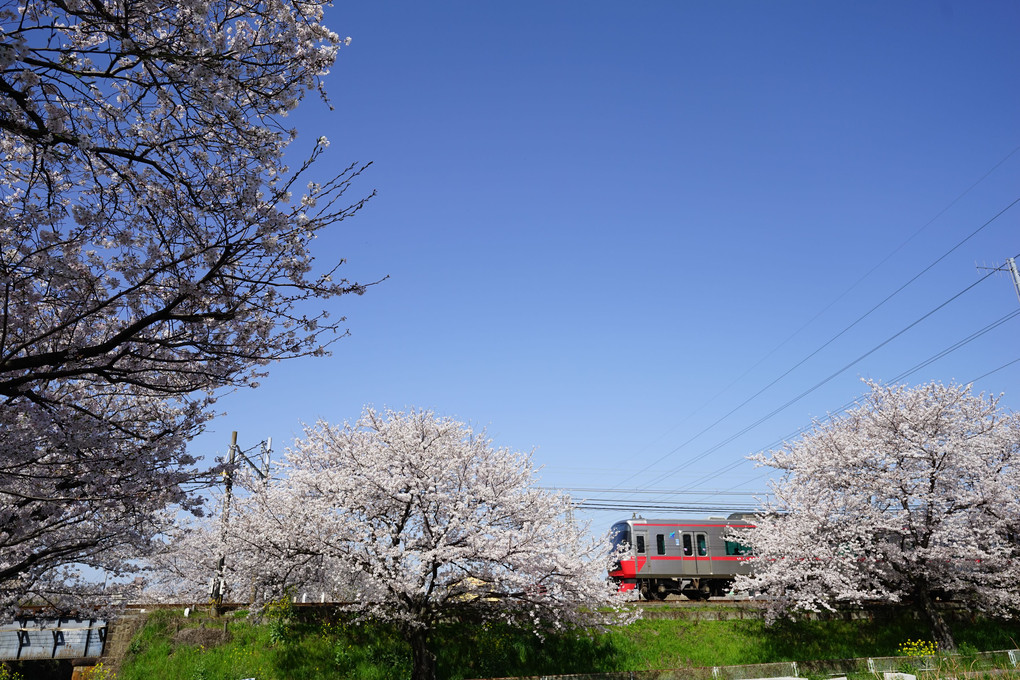 名鉄電車とソメイヨシノ