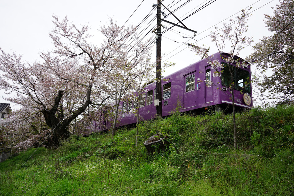 京福電鉄　桜のトンネル