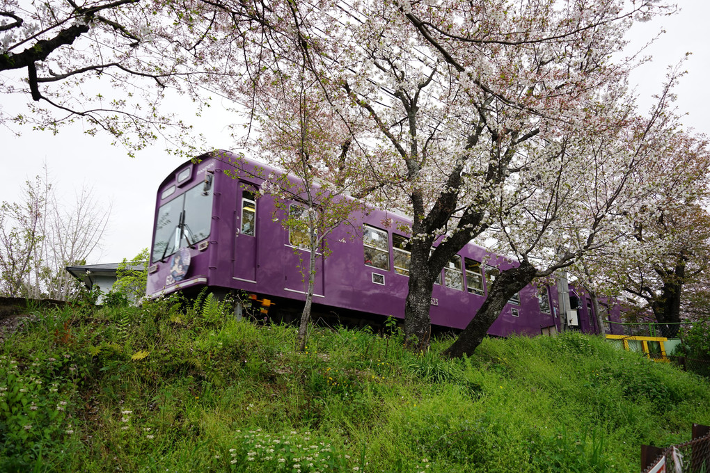 京福電鉄　桜のトンネル