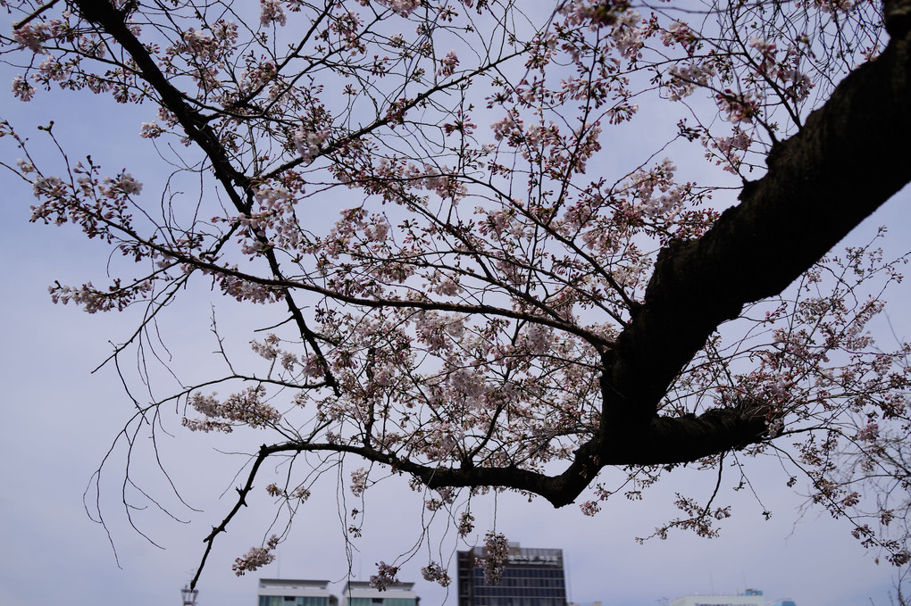 桜の花が満開