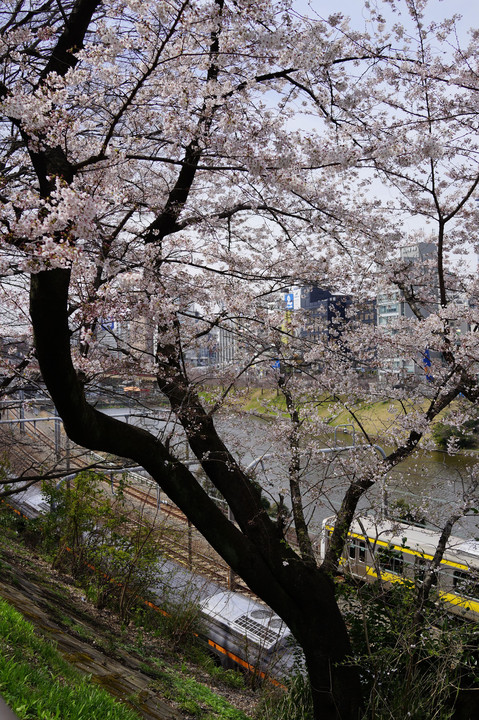 桜の花が満開