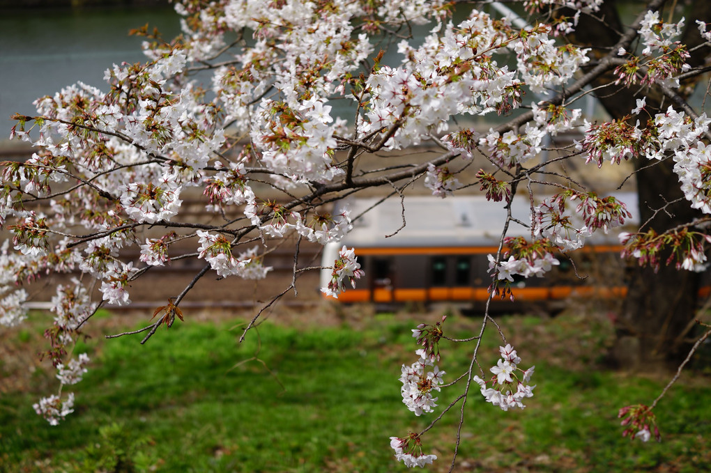 桜の花が満開