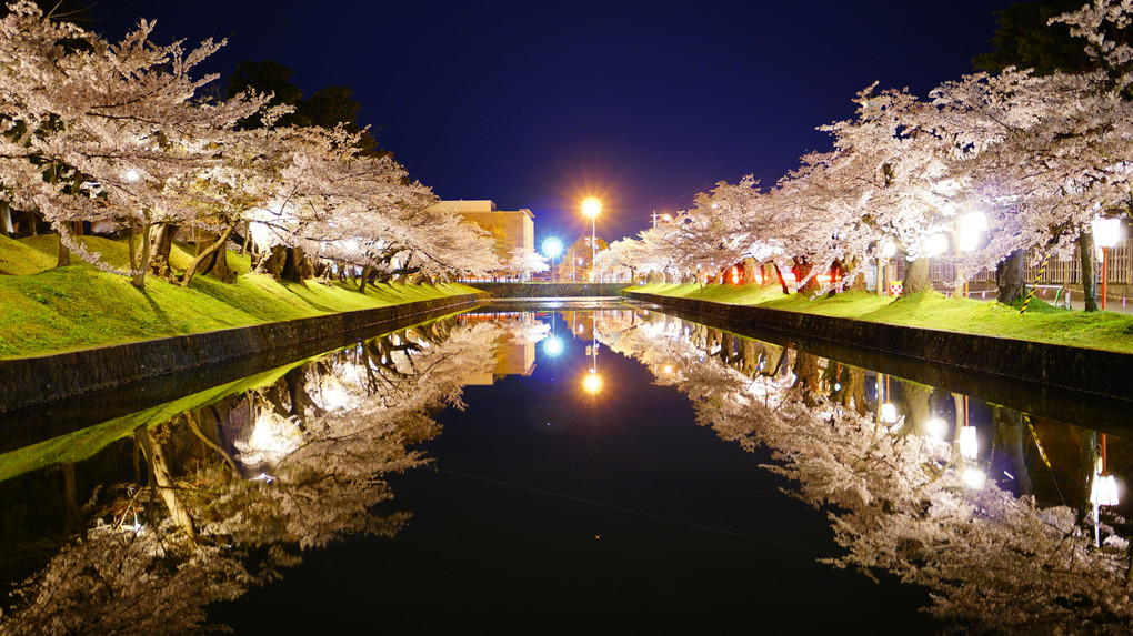 桜Reflection