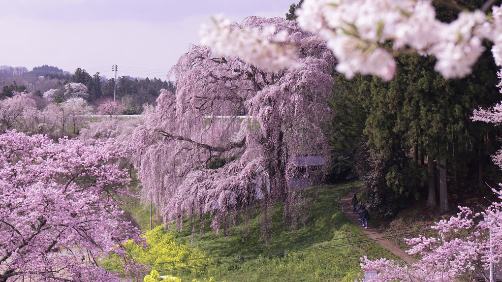 桜の季節