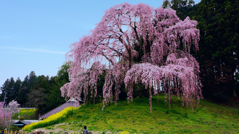 垂れ桜