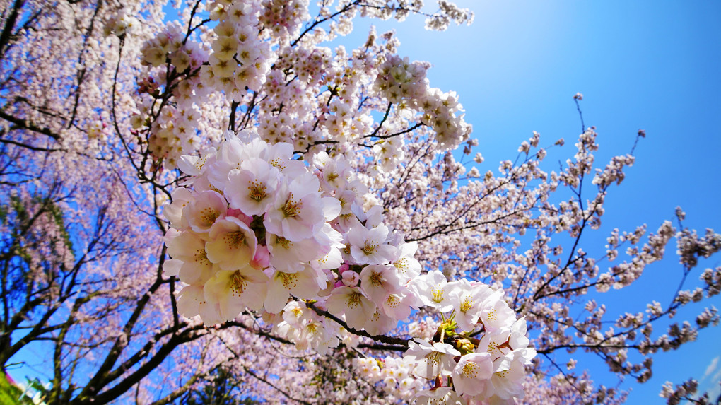 桜の花をめいっぱい