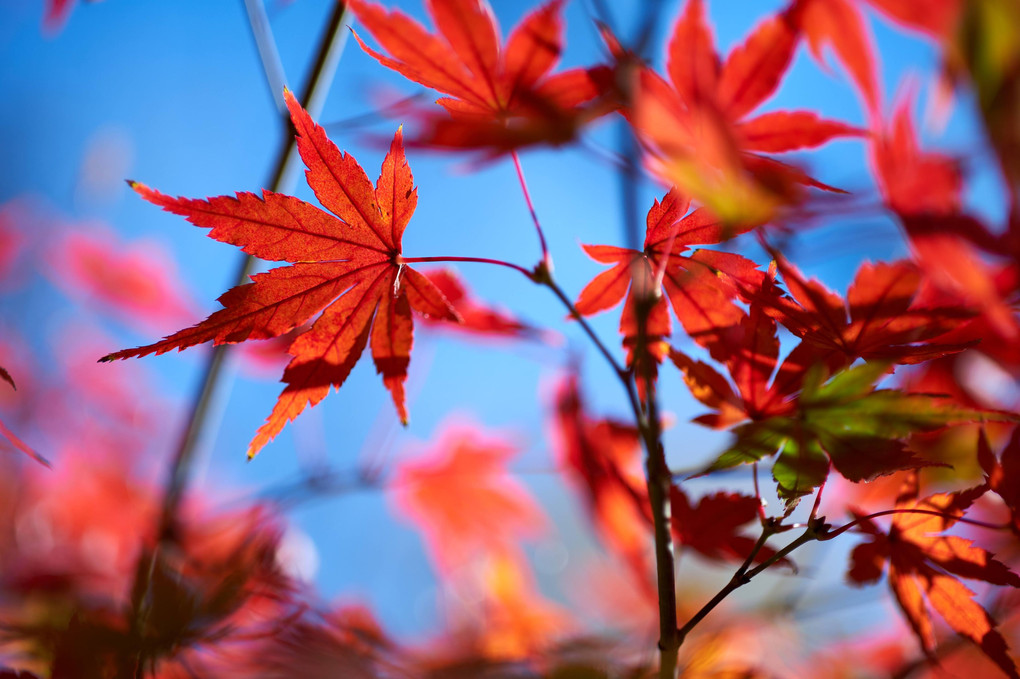 紅葉