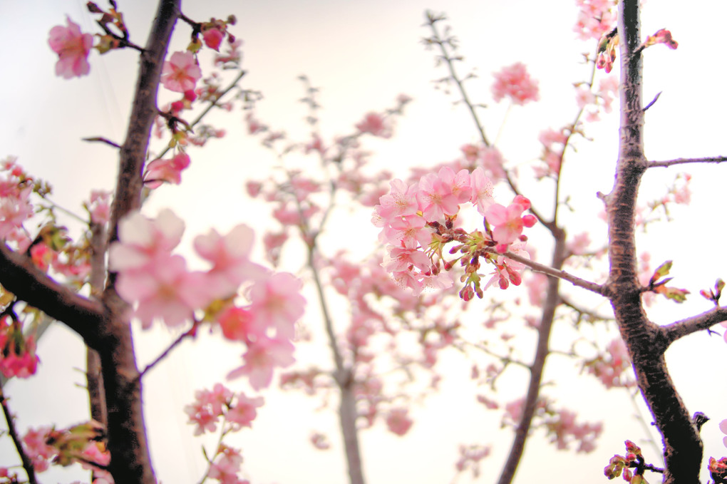 初桜（だよね？）