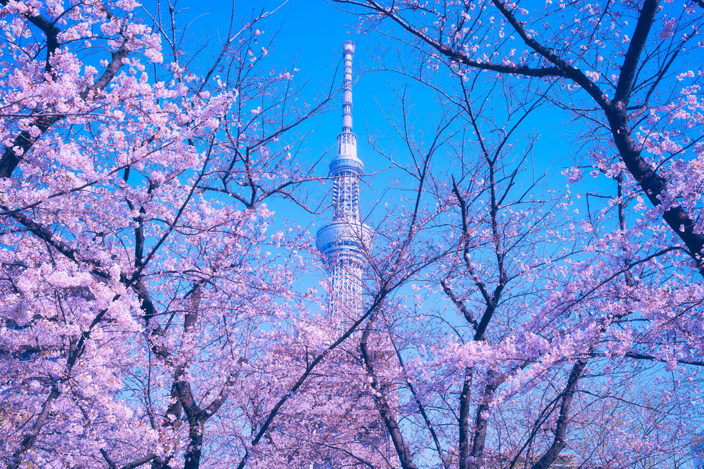 祝４０００豆記念。春桜四景